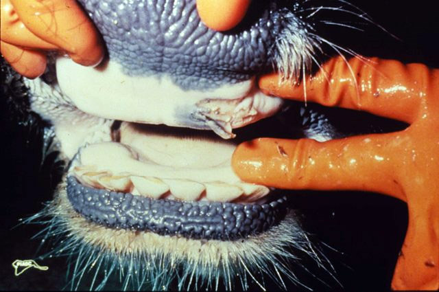 FMD closes export markets within days of an outbreak.
