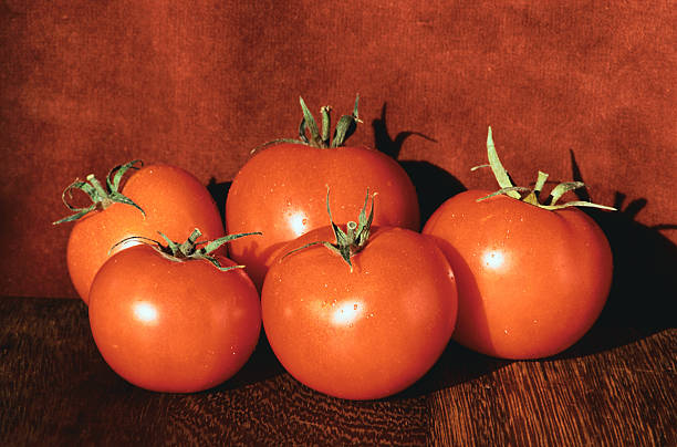 Hybrid tomato varieties combine TYLCV resistance and export grade quality.