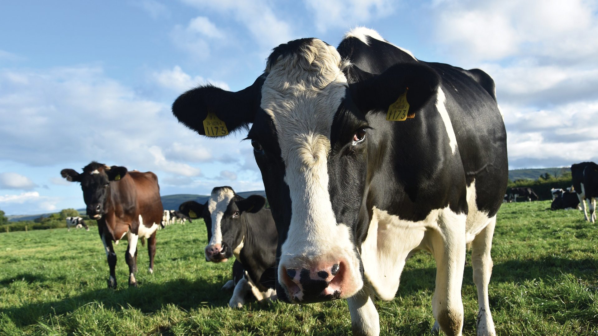 Animal Health