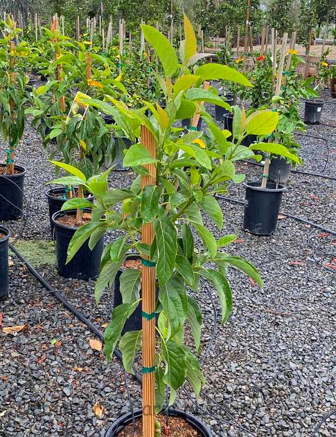 Tree crop plantlets establish faster from acclimatised root systems.