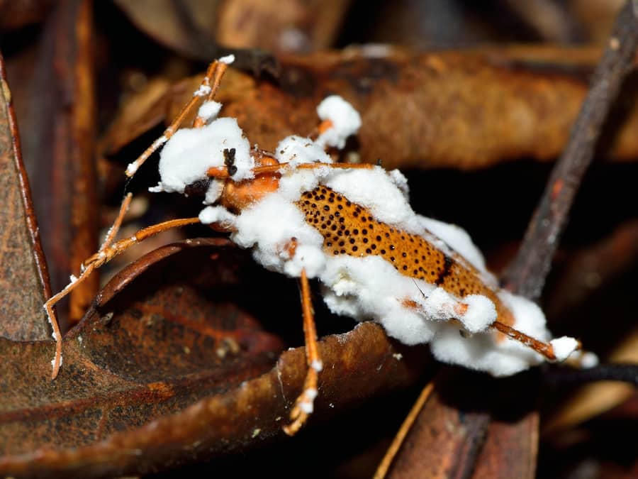 Biocontrol Agent Programmes