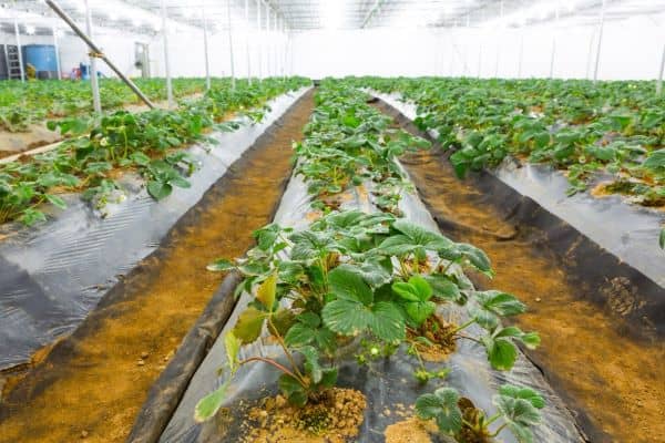 Biodegradable & Compostable Packaging
