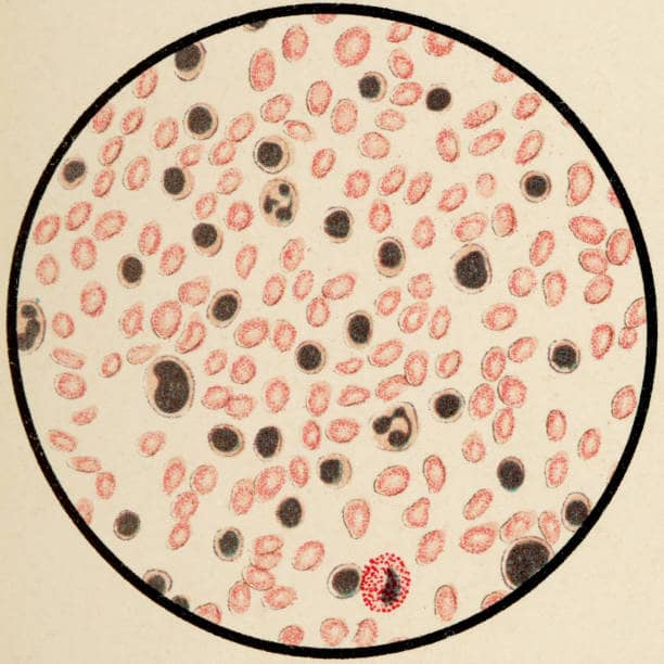 Veterinary Haematology Analyser