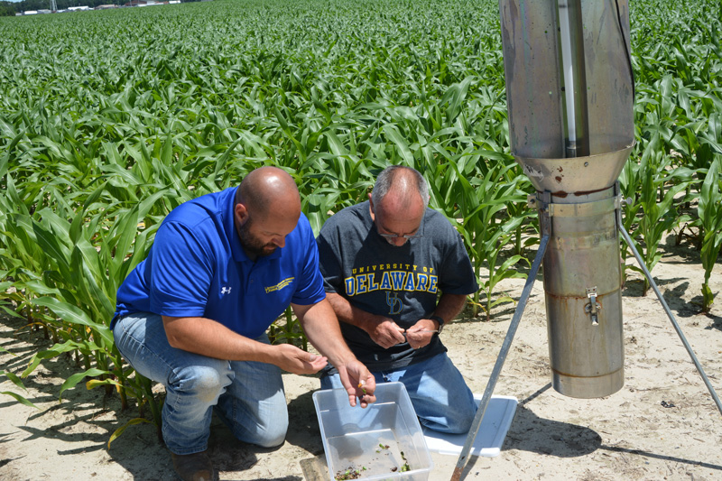 Trap count data replaces calendar spraying with evidence-based timing.