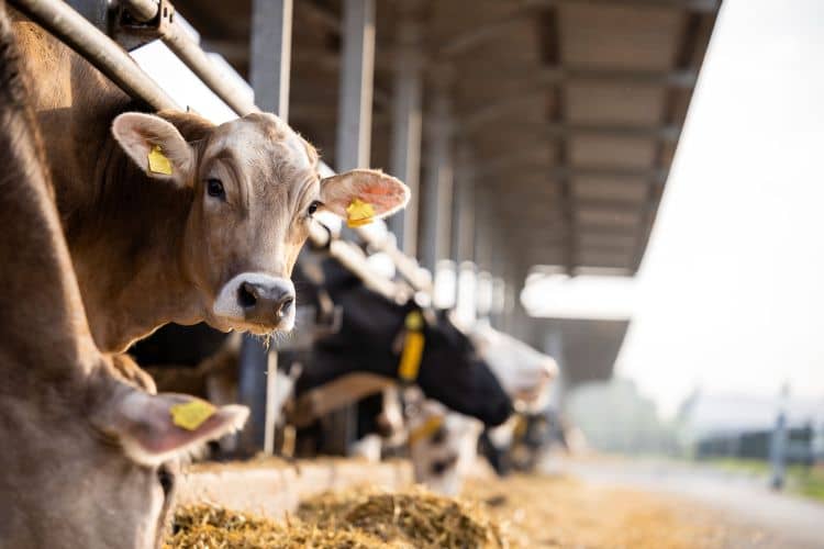 Antiparasitic & Deworming Agents