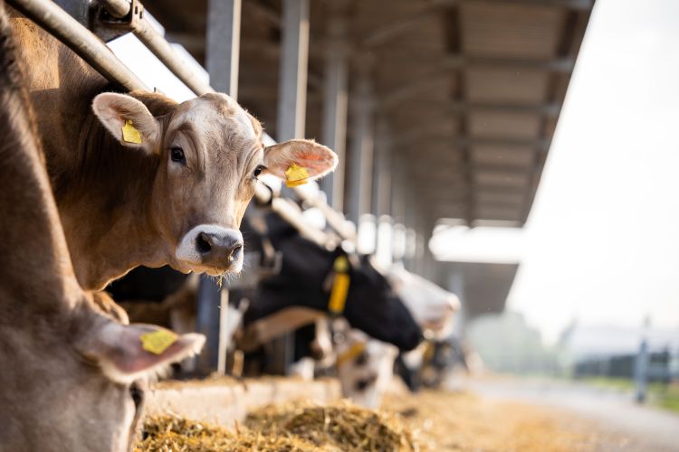 Antiparasitic & Deworming Agents