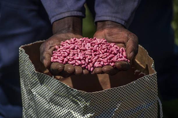 Certified Crop Seed Varieties