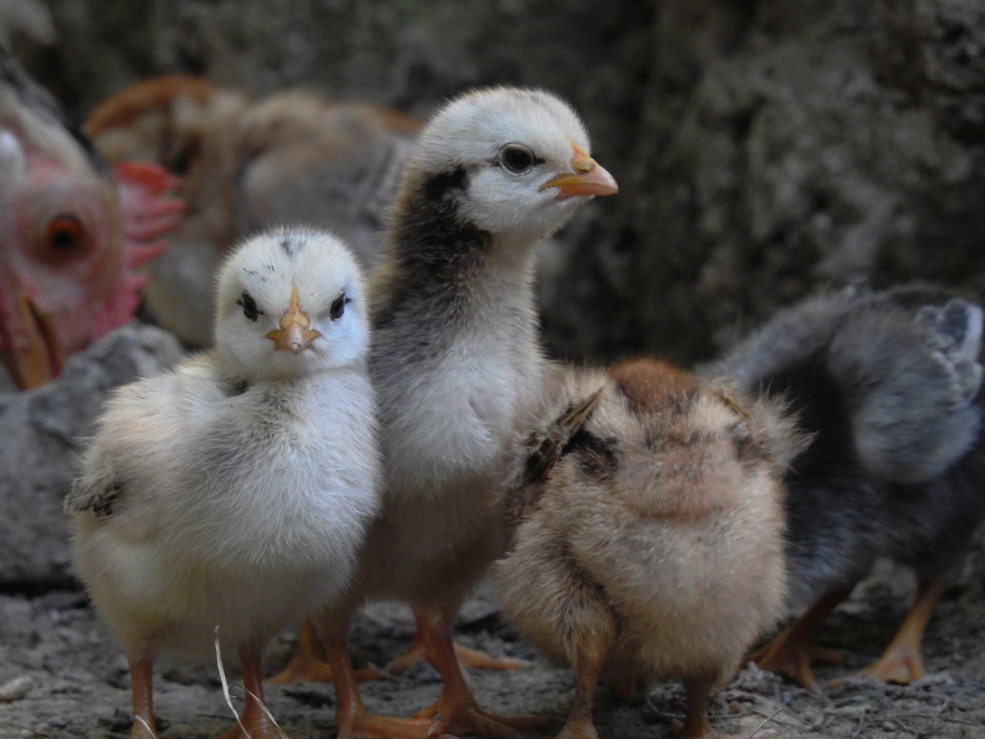 An ND outbreak in unvaccinated flocks is a total loss.