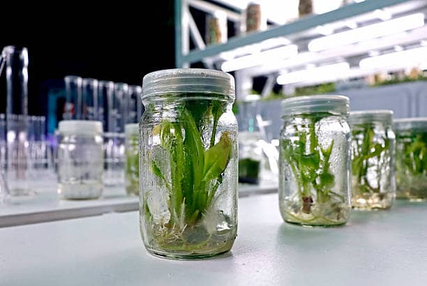 Sugarcane tissue culture prevents ratoon stunting disease spread.