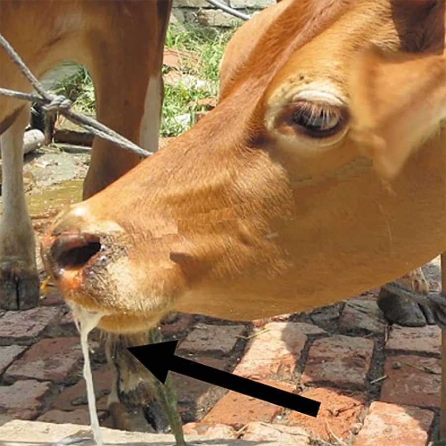 Livestock Rapid Test Kits