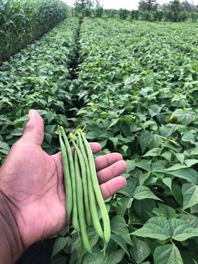 French bean varieties meet EU export grade standards from seed selection.