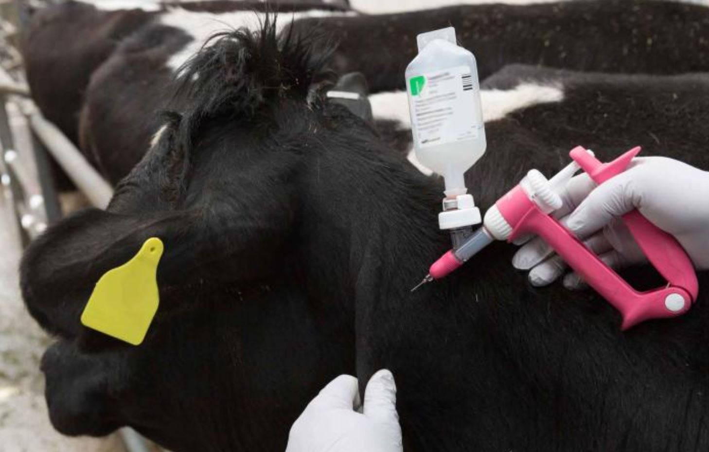 Brucellosis is a production crisis and a public health emergency.