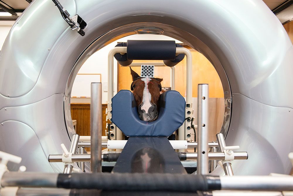 Veterinary CT Scanner