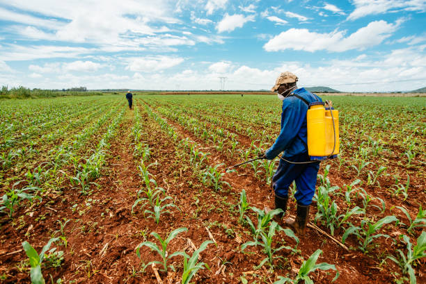Neonicotinoid seed treatments control sucking pests at crop establishment.