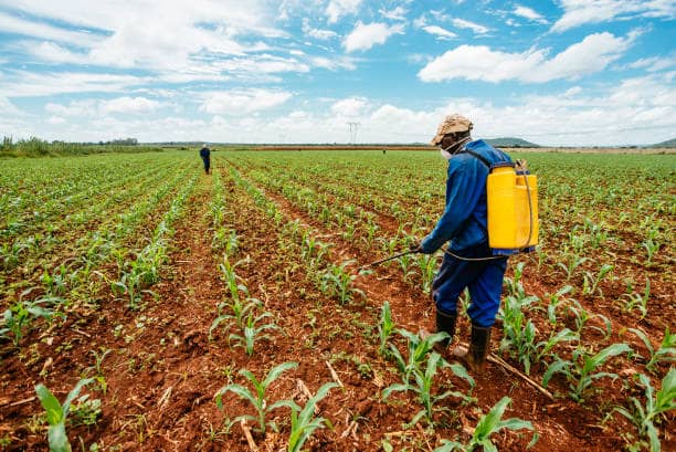 Neonicotinoid seed treatments control sucking pests at crop establishment.