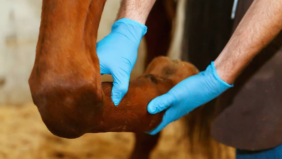 Equine lameness requires 200-micron resolution.