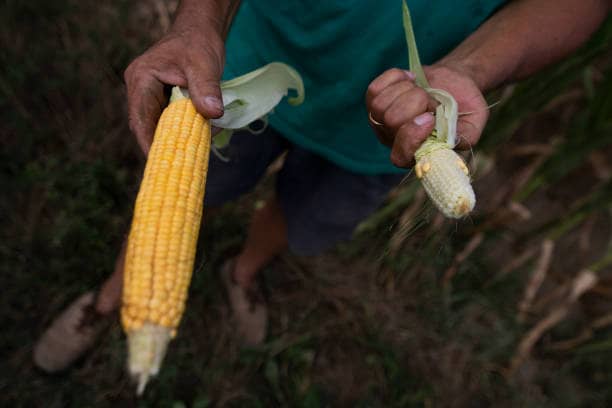 Certified Crop Seed Varieties