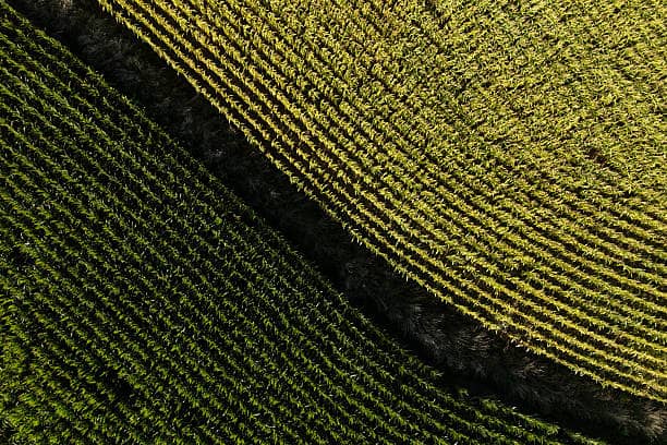 Drought-tolerant genetics protect yield in variable rainfall seasons.
