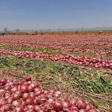 Onion varieties match the specific market and storage requirements of each season.