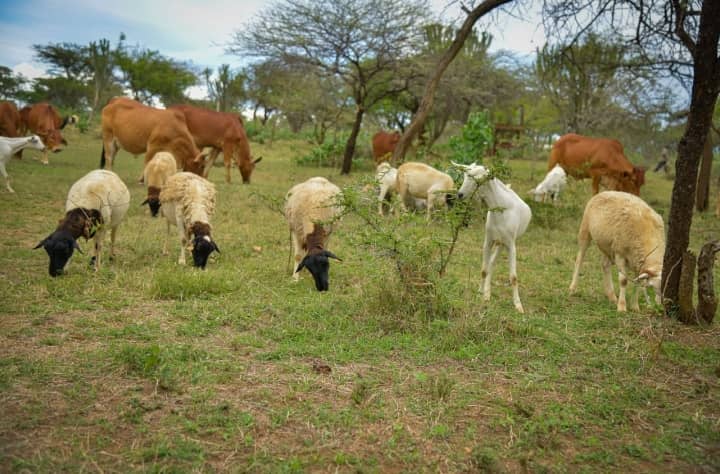 Jos•Hansen integrates PPR into government eradication programmes.