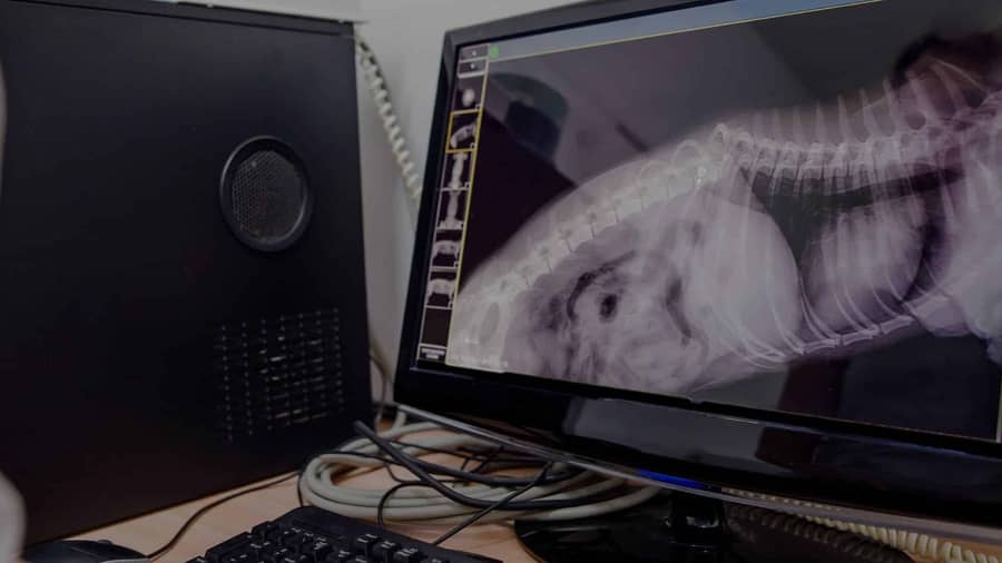 Digital Veterinary X-ray