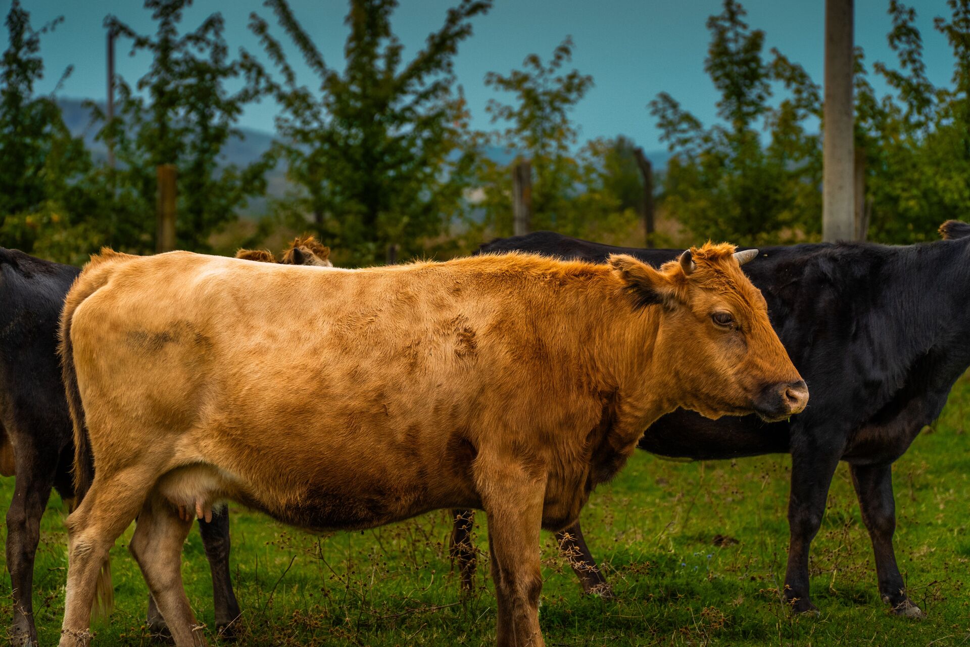 Animal Pharmaceuticals