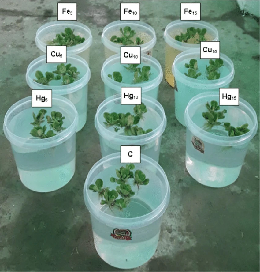 Phytoremediation uses metal-accumulating plants for low-cost heavy metal removal.