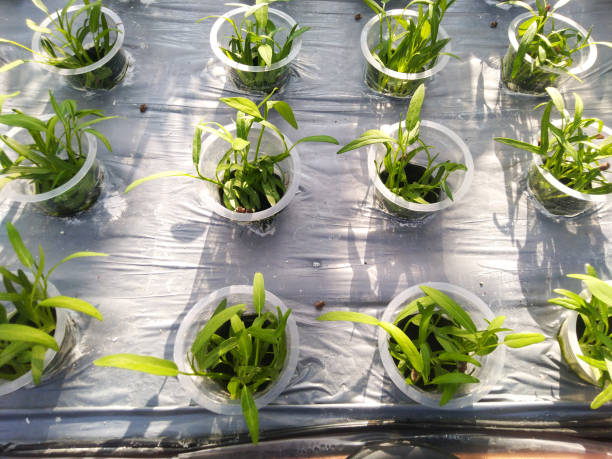 Tissue Culture Planting Material