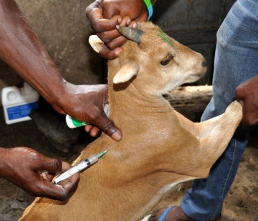 Nigeria 75/1 strain: the global eradication standard.