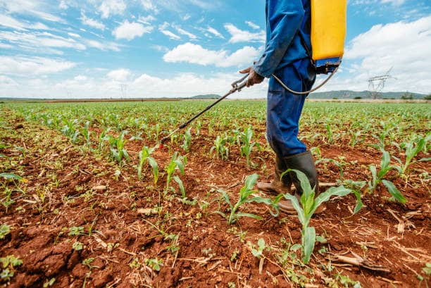 Pre-emergent herbicides eliminate the most damaging weed cohort.
