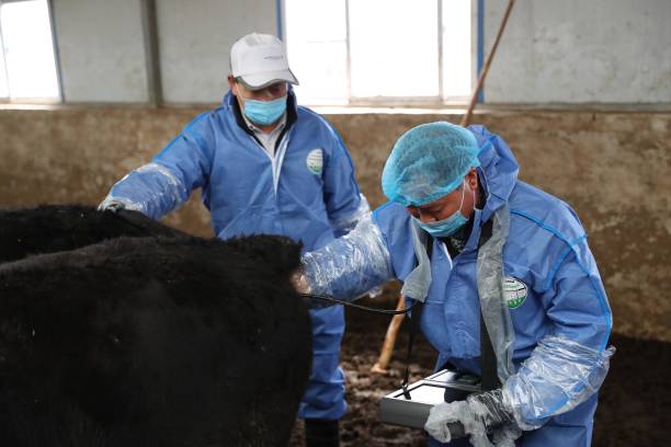 Calving interval drives dairy profitability.