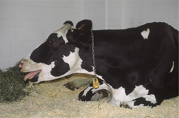 Veterinary Antibiotics