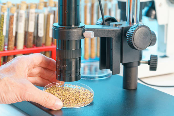 Disease resistance reduces fungicide programme cost and yield risk.