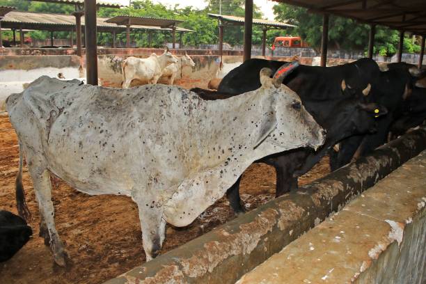Parasites consume 15-25% of livestock productivity silently.