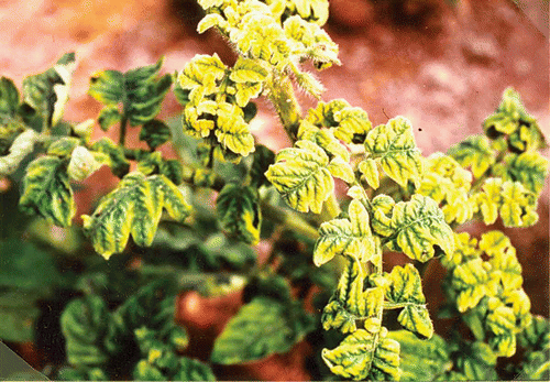 Virus disease confirmation prevents spread through mismanagement.