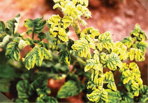 Virus disease confirmation prevents spread through mismanagement.