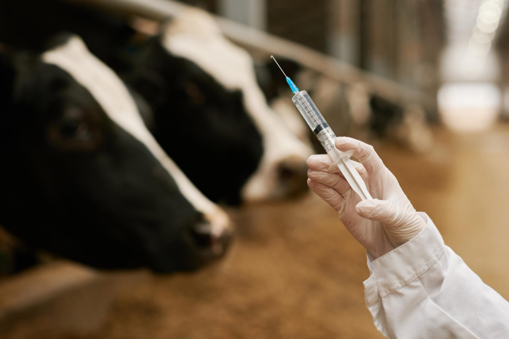 Oil adjuvant sustains immunity under field conditions.
