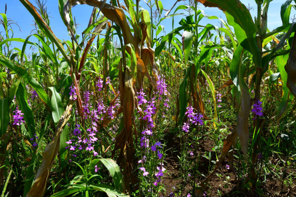 Weed Control Programmes